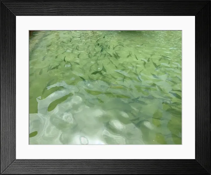 Framed Print : Brook trouts and rainbow trouts in a pond in a fish farm Framed Print : Brook trouts and rainbow trouts in a pond in a fish farm