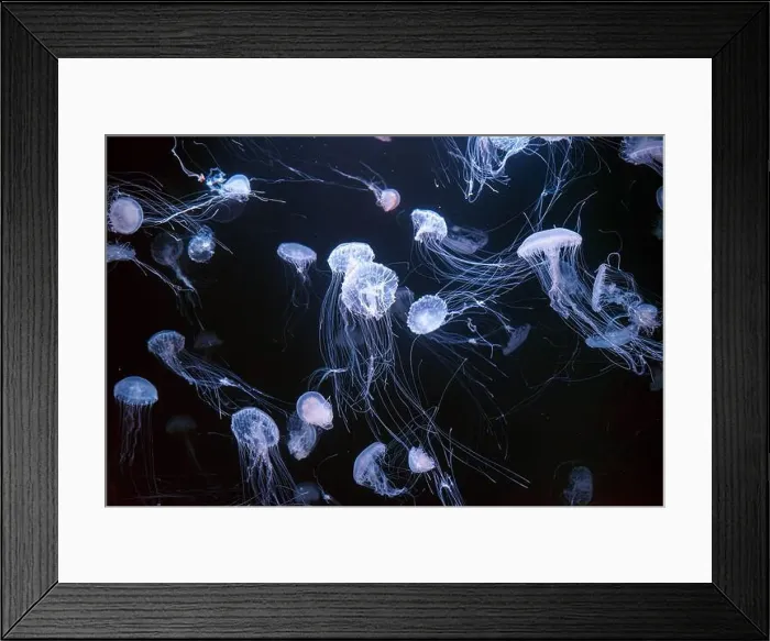 Framed Print : Atlantic sea nettle, Chrysaora quinquecirrha Framed Print : Atlantic sea nettle, Chrysaora quinquecirrha