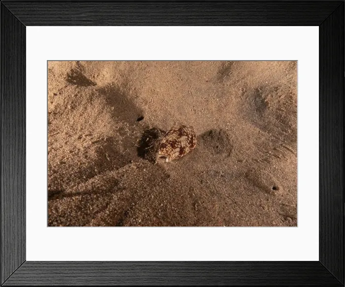 Framed Print : Conus Textile On the seabed in the Red Sea, Eilat Israel Framed Print : Conus Textile On the seabed in the Red Sea, Eilat Israel