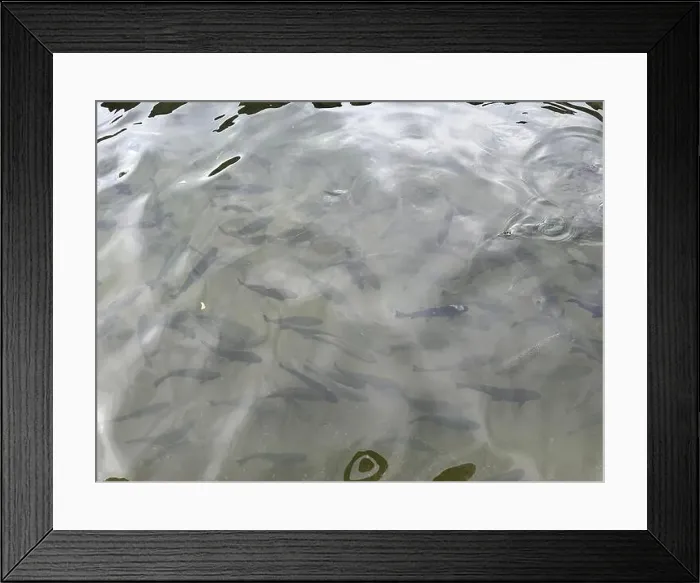 Framed Print : Rainbow trout (Oncorhynchus mykiss) fishes in lake Framed Print : Rainbow trout (Oncorhynchus mykiss) fishes in lake