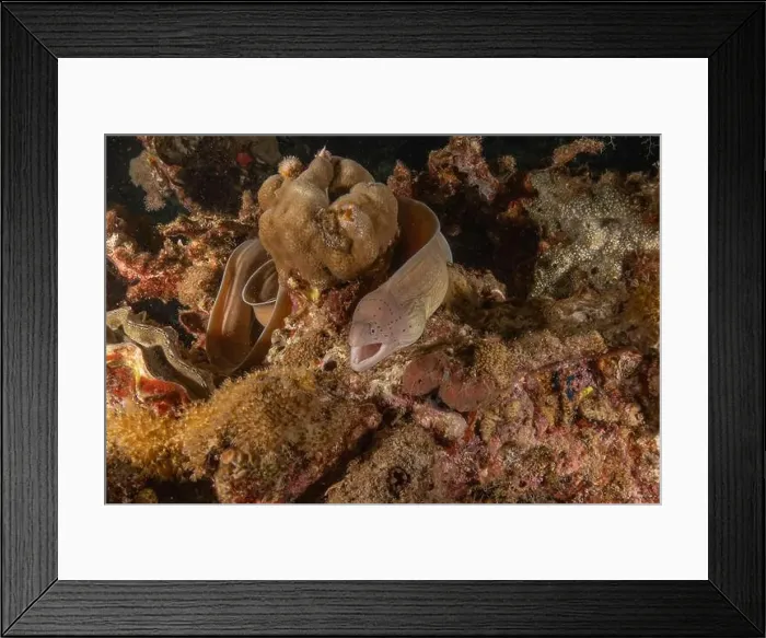 Framed Print : Moray eel Mooray lycodontis undulatus in the Red Sea, Eilat Israel Framed Print : Moray eel Mooray lycodontis undulatus in the Red Sea, Eilat Israel