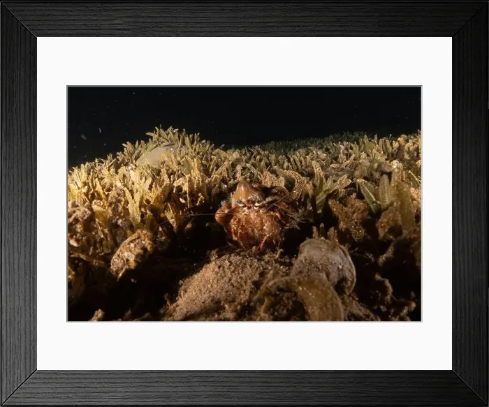 Framed Print : Hermit Crab in the Red Sea Colorful and beautiful, Eilat Israel Framed Print : Hermit Crab in the Red Sea Colorful and beautiful, Eilat Israel