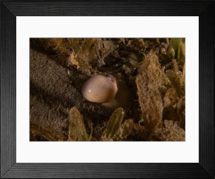 Framed Print : Sea snail in the Red Sea Colorful and beautiful, Eilat Israel Framed Print : Sea snail in the Red Sea Colorful and beautiful, Eilat Israel