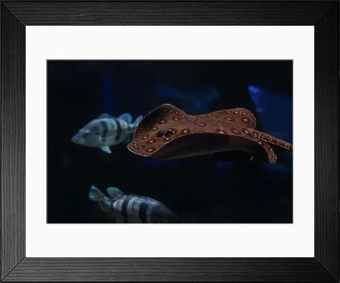 Framed Print : Ocellate river stingray (Potamotrygon motoro) swimming in calm and clear water Framed Print : Ocellate river stingray (Potamotrygon motoro) swimming in calm and clear water