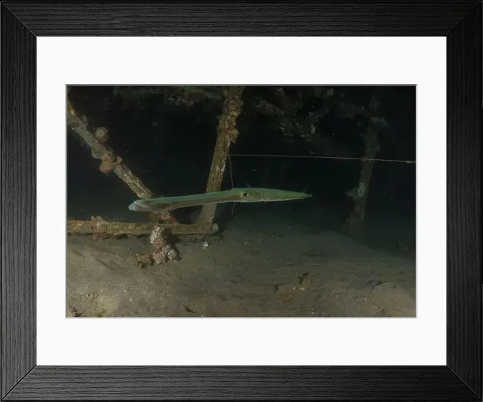 Framed Print : Squid in the Red Sea Colorful and beautiful, Eilat Israel Framed Print : Squid in the Red Sea Colorful and beautiful, Eilat Israel