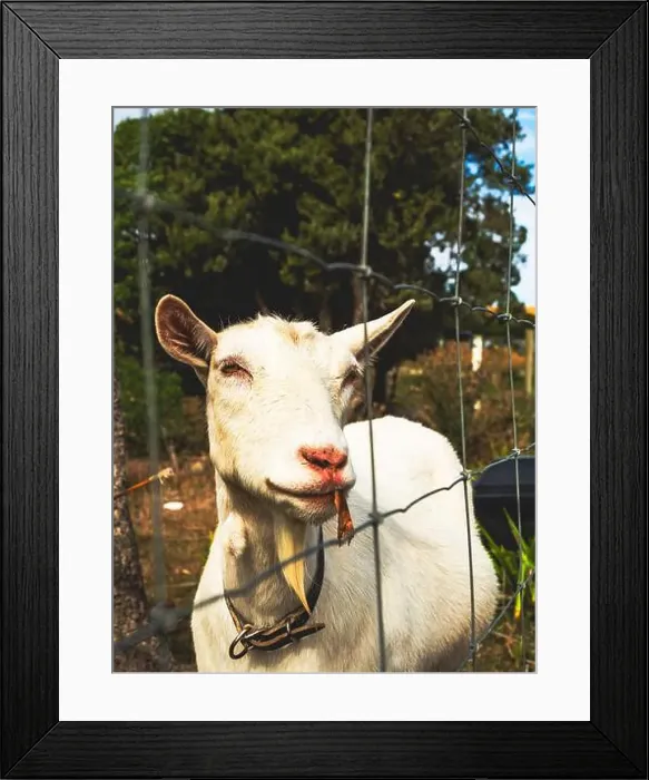 Framed Print : My Partner and I (mostly my partner) have been planning on traveling across the South Island for the pass year Framed Print : My Partner and I (mostly my partner) have been planning on traveling across the South Island for the pass year
