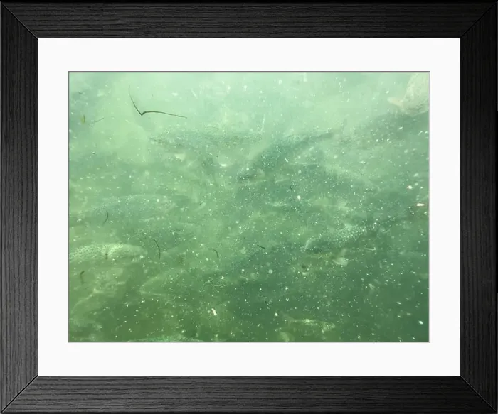 Framed Print : Underwater closeup view of a rainbow trout fishes in lake crystal clear water Framed Print : Underwater closeup view of a rainbow trout fishes in lake crystal clear water