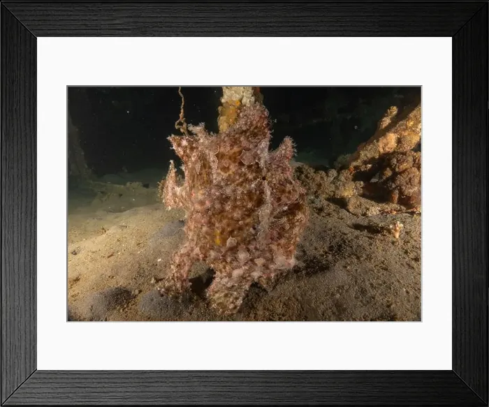 Framed Print : Frogfish swim in the Red Sea, colorful fish, Eilat Israel Framed Print : Frogfish swim in the Red Sea, colorful fish, Eilat Israel