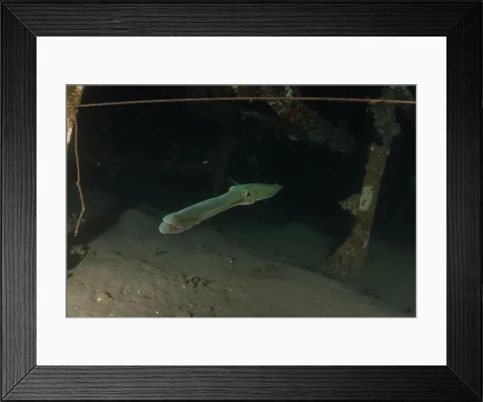 Framed Print : Squid in the Red Sea Colorful and beautiful, Eilat Israel Framed Print : Squid in the Red Sea Colorful and beautiful, Eilat Israel