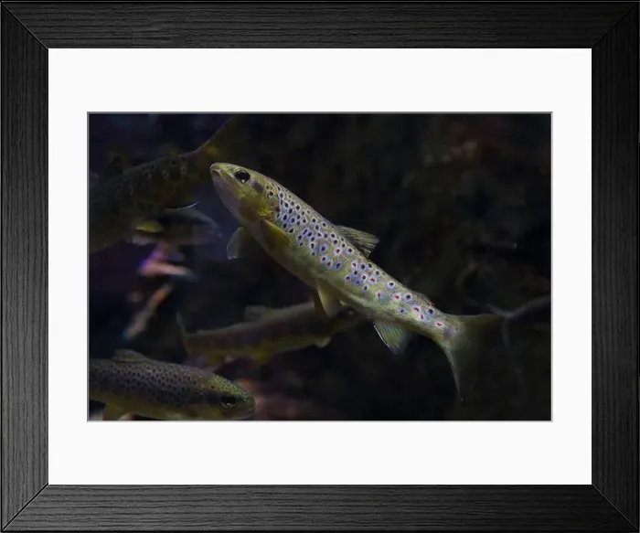 Framed Print : Several trout swimming in calm water Framed Print : Several trout swimming in calm water