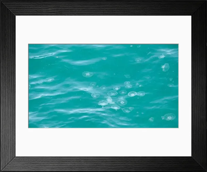 Framed Print : Jellyfishes on the surface of sea. Sea jellyfishes blue concept background Framed Print : Jellyfishes on the surface of sea. Sea jellyfishes blue concept background