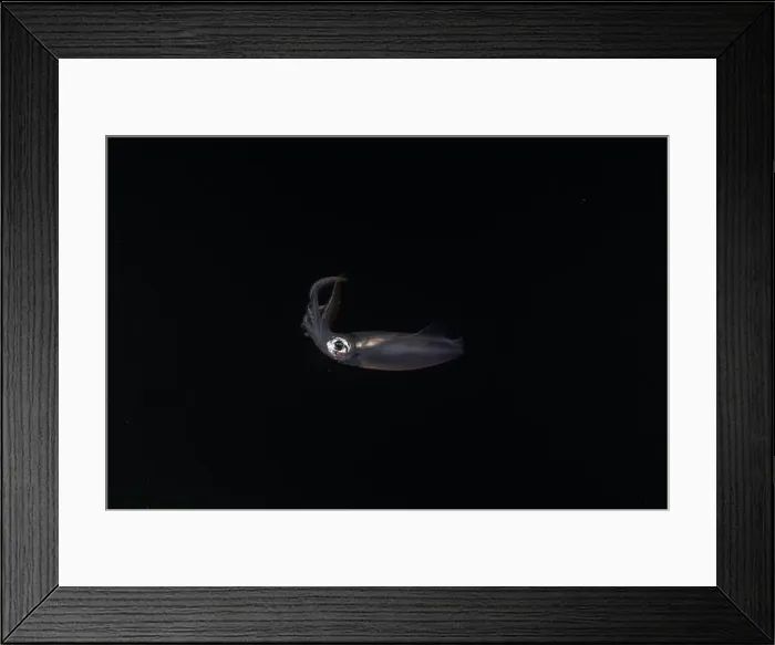 Framed Print : Squid in the Red Sea Colorful and beautiful, Eilat Israel Framed Print : Squid in the Red Sea Colorful and beautiful, Eilat Israel