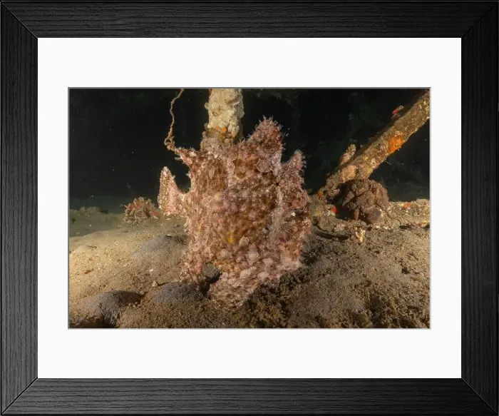Framed Print : Frogfish swim in the Red Sea, colorful fish, Eilat Israel Framed Print : Frogfish swim in the Red Sea, colorful fish, Eilat Israel