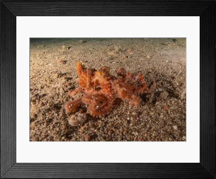 Framed Print : Octopus king of camouflage in the Red Sea, Eilat Israel Framed Print : Octopus king of camouflage in the Red Sea, Eilat Israel
