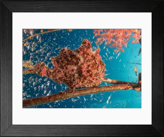 Framed Print : Frogfish swim in the Red Sea, colorful fish, Eilat Israel Framed Print : Frogfish swim in the Red Sea, colorful fish, Eilat Israel