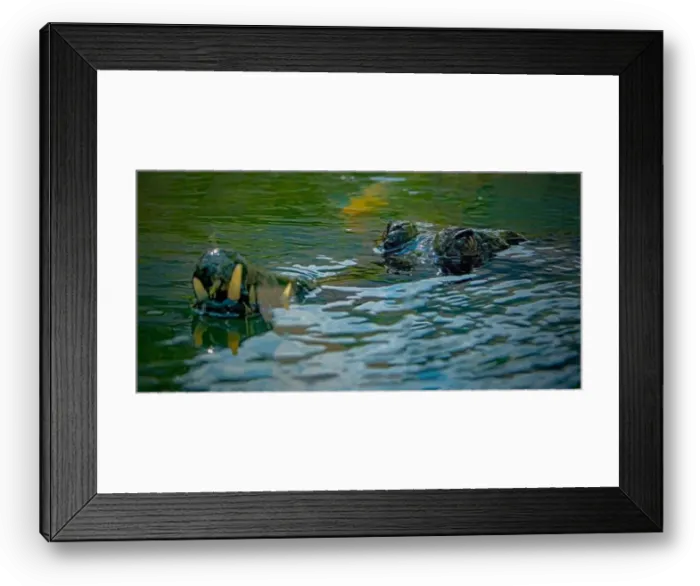 Framed Print : closeup of crocodile in the water