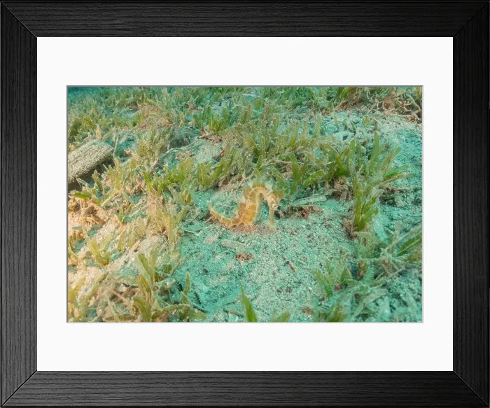 Framed Print : Sea Horse in the Red Sea Colorful and beautiful, Eilat Israel Framed Print : Sea Horse in the Red Sea Colorful and beautiful, Eilat Israel