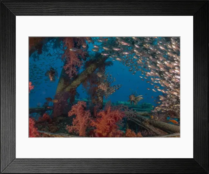 Framed Print : Lionfish in the Red Sea colorful fish, Eilat Israel Framed Print : Lionfish in the Red Sea colorful fish, Eilat Israel
