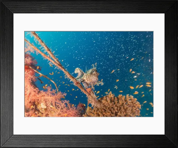 Framed Print : Lionfish in the Red Sea colorful fish, Eilat Israel Framed Print : Lionfish in the Red Sea colorful fish, Eilat Israel