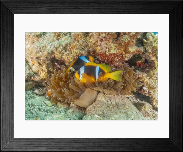 Framed Print : Clown-fish anemonefish in the Red Sea Colorful and beautiful, Eilat Israel Framed Print : Clown-fish anemonefish in the Red Sea Colorful and beautiful, Eilat Israel