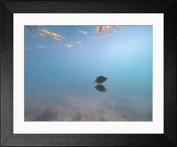 Framed Print : fish swimming in the ocean Framed Print : fish swimming in the ocean