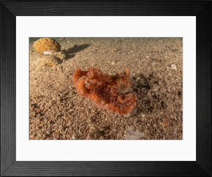 Framed Print : Octopus king of camouflage in the Red Sea, Eilat Israel Framed Print : Octopus king of camouflage in the Red Sea, Eilat Israel