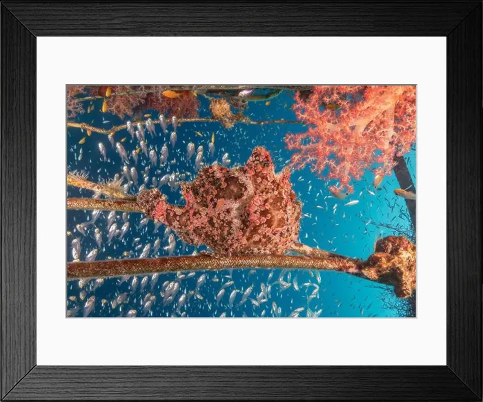Framed Print : Frogfish swim in the Red Sea, colorful fish, Eilat Israel Framed Print : Frogfish swim in the Red Sea, colorful fish, Eilat Israel