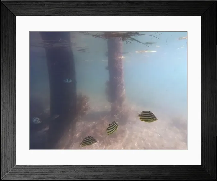 Framed Print : fish swimming in the ocean Framed Print : fish swimming in the ocean
