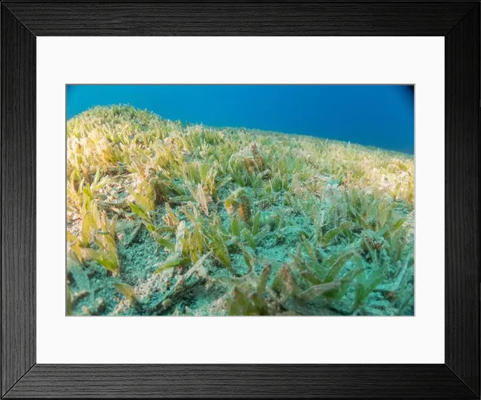 Framed Print : Sea Horse in the Red Sea Colorful and beautiful, Eilat Israel Framed Print : Sea Horse in the Red Sea Colorful and beautiful, Eilat Israel