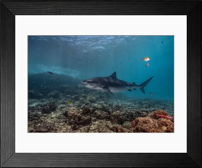 Framed Print : A tiger shark gracefully cruising over a vibrant coral reef