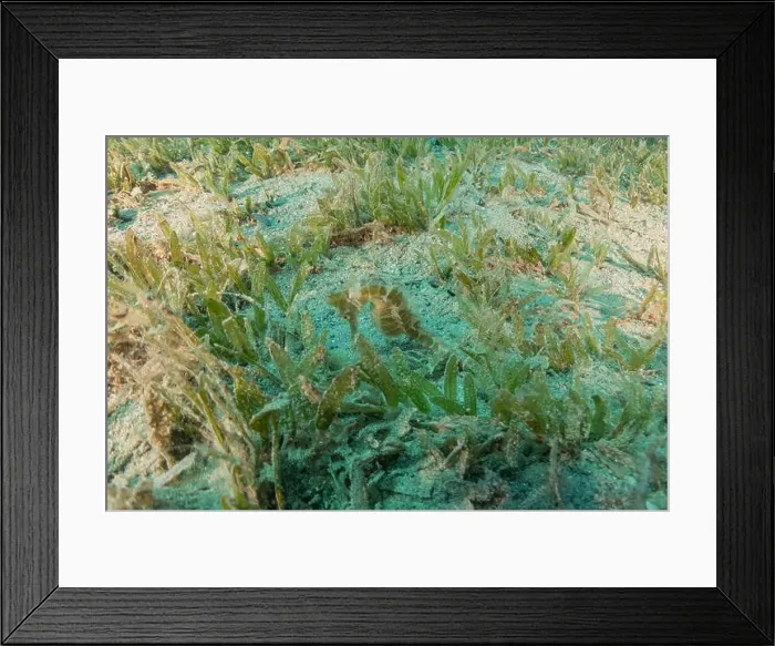 Framed Print : Sea Horse in the Red Sea Colorful and beautiful, Eilat Israel Framed Print : Sea Horse in the Red Sea Colorful and beautiful, Eilat Israel