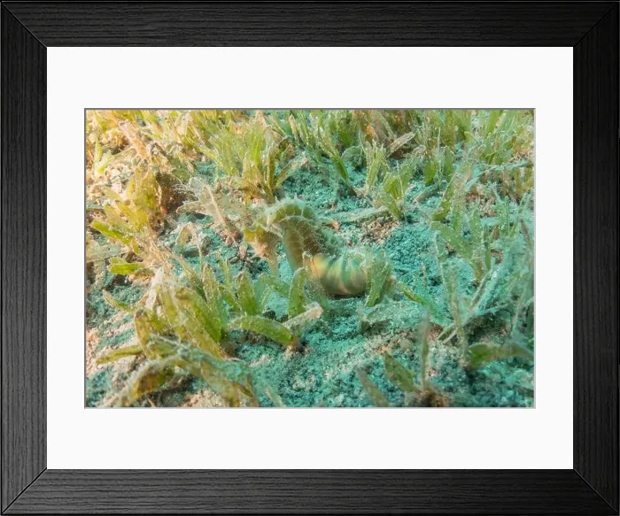 Framed Print : Sea Horse in the Red Sea Colorful and beautiful, Eilat Israel Framed Print : Sea Horse in the Red Sea Colorful and beautiful, Eilat Israel