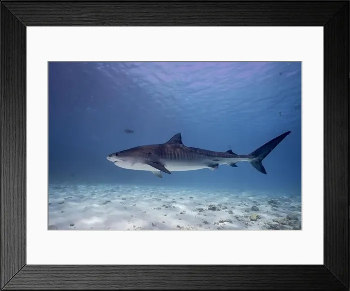 Framed Print : This striking image features a tiger shark swimming gracefully over a sandy ocean bottom Framed Print : This striking image features a tiger shark swimming gracefully over a sandy ocean bottom