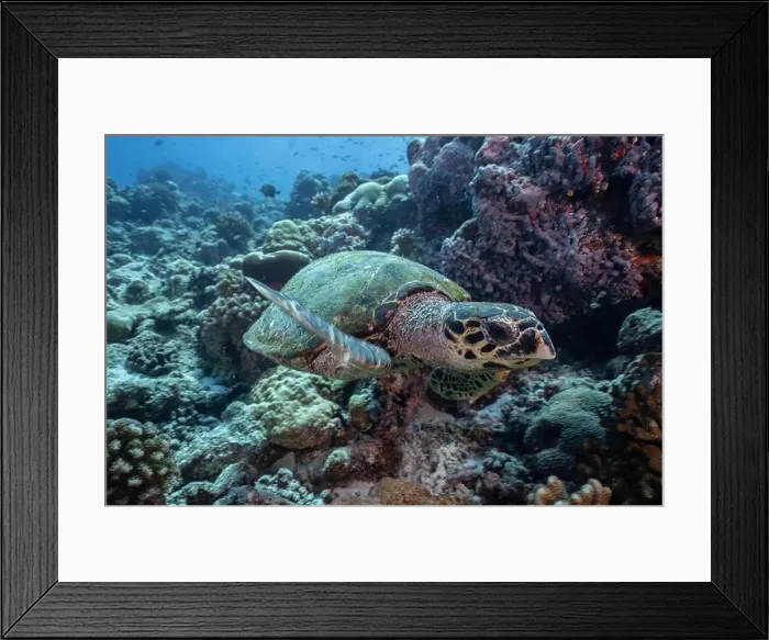 Framed Print : A hawksbill sea turtle (Eretmochelys imbricata) explores a vibrant coral reef Framed Print : A hawksbill sea turtle (Eretmochelys imbricata) explores a vibrant coral reef