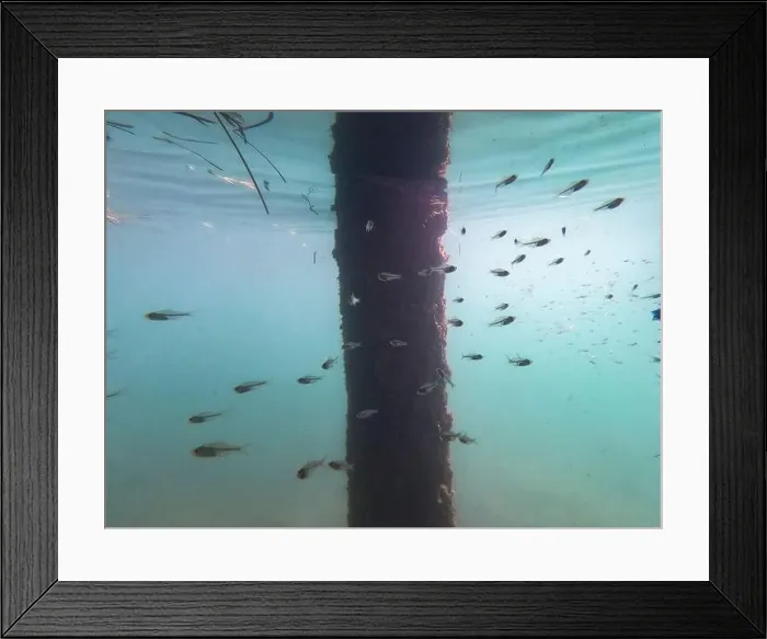Framed Print : fish swimming in the ocean Framed Print : fish swimming in the ocean
