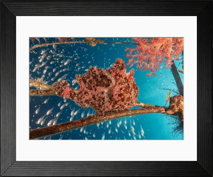 Framed Print : Frogfish swim in the Red Sea, colorful fish, Eilat Israel Framed Print : Frogfish swim in the Red Sea, colorful fish, Eilat Israel