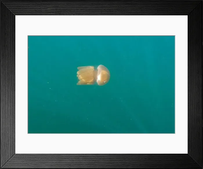 Framed Print : Jellyfish swimming in the ocean Framed Print : Jellyfish swimming in the ocean