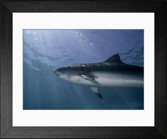Framed Print : A majestic tiger shark (Galeocerdo cuvier) swims gracefully under the sunlit surface of the ocean Framed Print : A majestic tiger shark (Galeocerdo cuvier) swims gracefully under the sunlit surface of the ocean