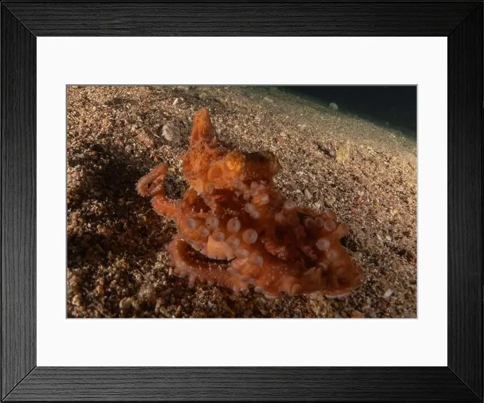 Framed Print : Octopus king of camouflage in the Red Sea, Eilat Israel Framed Print : Octopus king of camouflage in the Red Sea, Eilat Israel