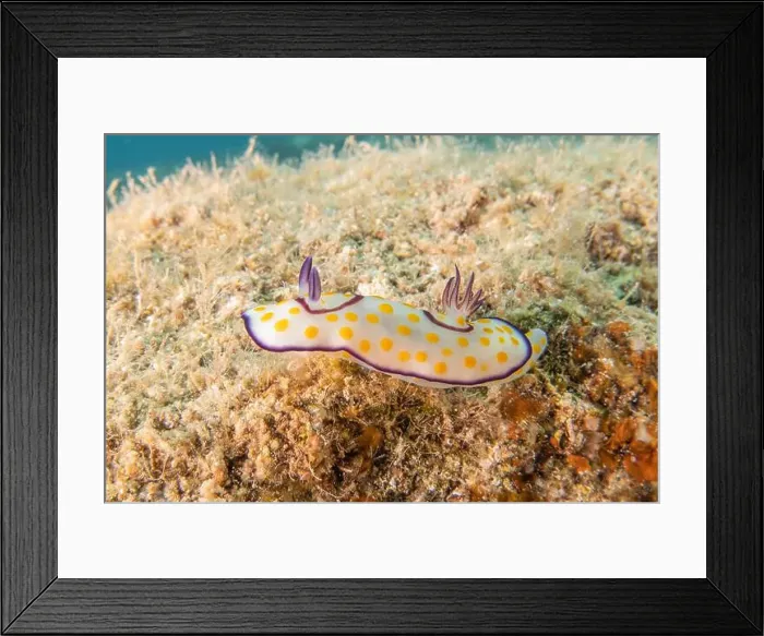Framed Print : Sea Slug in the Red Sea Colorful and beautiful, Eilat Israel
