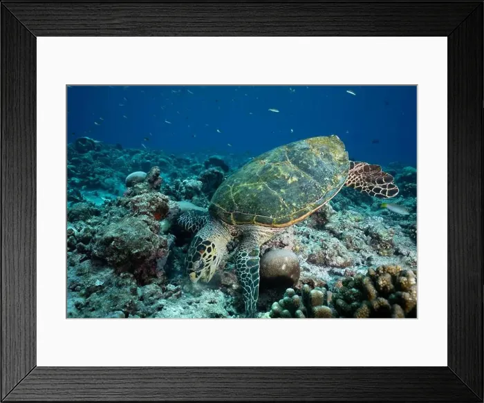 Framed Print : a hawksbill sea turtle actively feeding on the vibrant corals of a bustling reef