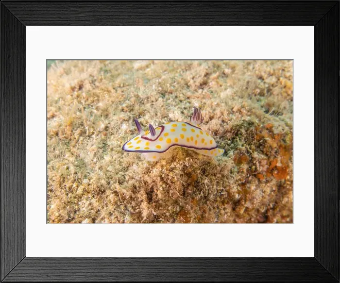 Framed Print : Sea Slug in the Red Sea Colorful and beautiful, Eilat Israel Framed Print : Sea Slug in the Red Sea Colorful and beautiful, Eilat Israel