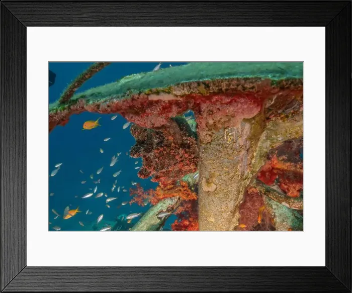 Framed Print : Frogfish swim in the Red Sea, colorful fish, Eilat Israel Framed Print : Frogfish swim in the Red Sea, colorful fish, Eilat Israel