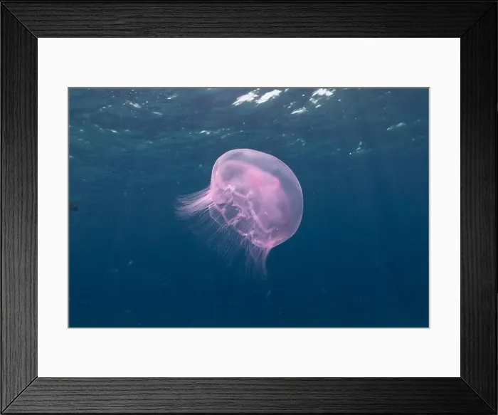 Framed Print : Jellyfish in the Red Sea are colorful and beautiful, Eilat Israel Framed Print : Jellyfish in the Red Sea are colorful and beautiful, Eilat Israel