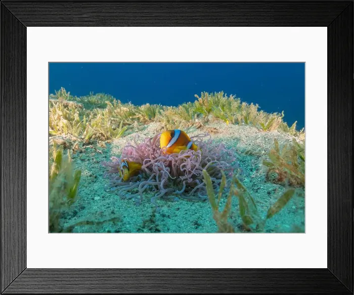 Framed Print : Clown-fish anemonefish in the Red Sea Colorful and beautiful, Eilat Israel Framed Print : Clown-fish anemonefish in the Red Sea Colorful and beautiful, Eilat Israel