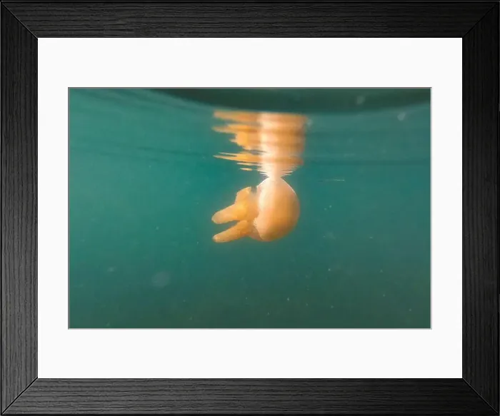 Framed Print : Jellyfish swimming in the ocean Framed Print : Jellyfish swimming in the ocean