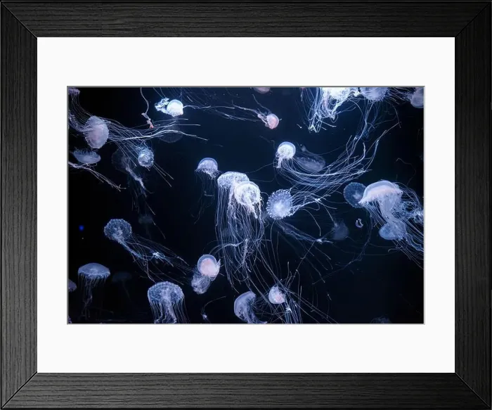 Framed Print : Atlantic sea nettle, Chrysaora quinquecirrha Framed Print : Atlantic sea nettle, Chrysaora quinquecirrha