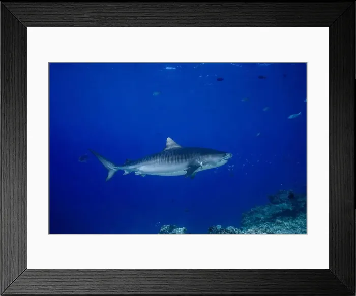Framed Print : A tiger shark gliding effortlessly through the deep blue waters of the ocean Framed Print : A tiger shark gliding effortlessly through the deep blue waters of the ocean