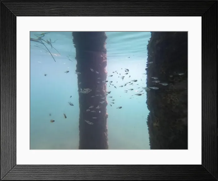 Framed Print : school of small fish in the ocean