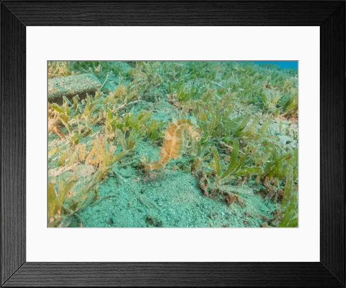 Framed Print : Sea Horse in the Red Sea Colorful and beautiful, Eilat Israel Framed Print : Sea Horse in the Red Sea Colorful and beautiful, Eilat Israel
